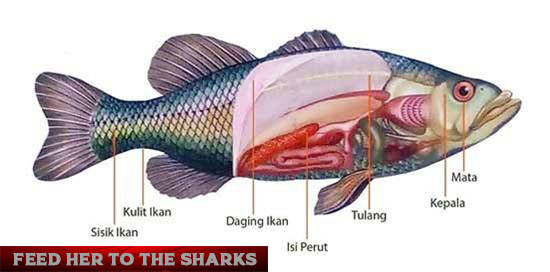 Fakta Menarik Dari Ikan