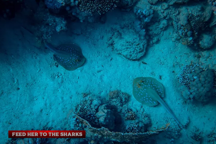 Pesona Dunia Bawah Laut: 10 Jenis Ikan Laut Dalam Teraneh yang Pernah Ditemukan