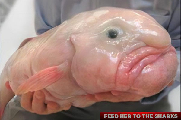 11 Fakta Menarik Ikan Blobfish, Hewan "Terjelek" Berwajah Alien