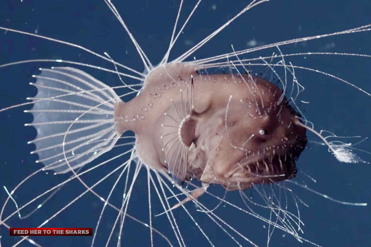 Pertama di Dunia, Video Tangkap Ngerinya Perkawinan Ikan Anglerfish