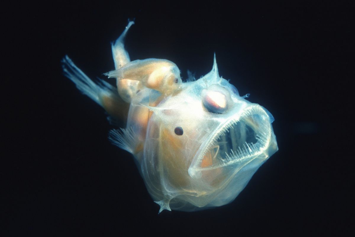 Mengapa Ikan di Laut Dalam Terlihat seperti Alien?