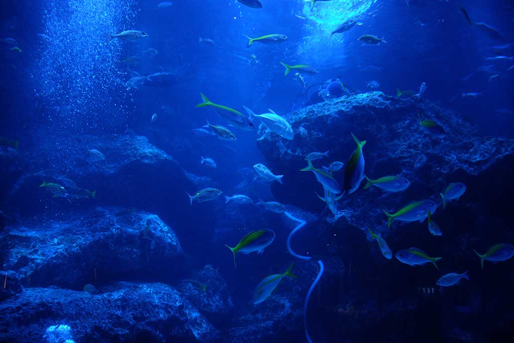Cara Ikan Bertahan Hidup di Kedalaman Lautan