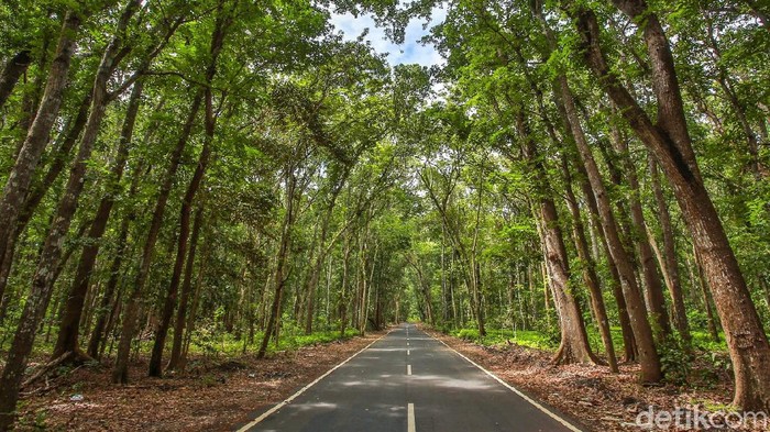 Tempat Uji Nyali di Jatim, Mulai Alas Lali Jiwo hingga Pasar Setan