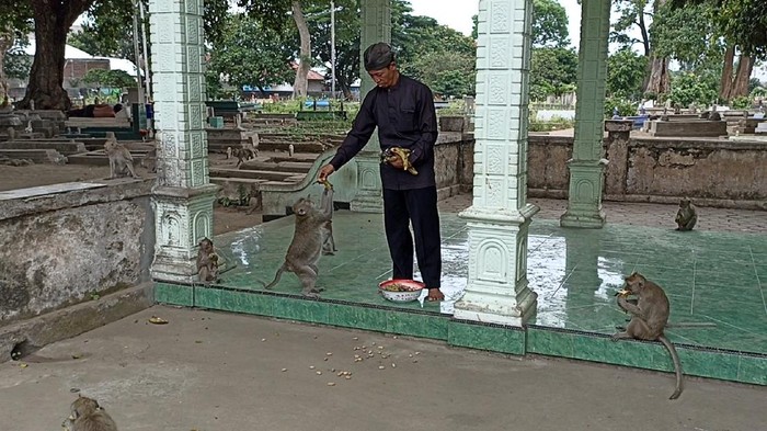 Monyet Hidup di Tengah Kuburan Ngujang Tulungagung Disebut Jelmaan Pesugihan