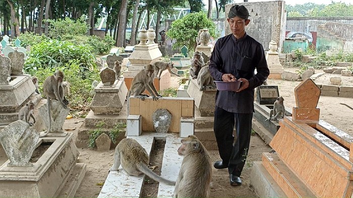 Kawanan Monyet Liar Ini Hidup di Tengah Kuburan Ngujang Tulungagung