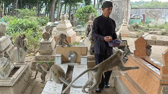 Warga Percaya Beri Makan Monyet Kuburan Ngujang Tulungagung Bawa Berkah