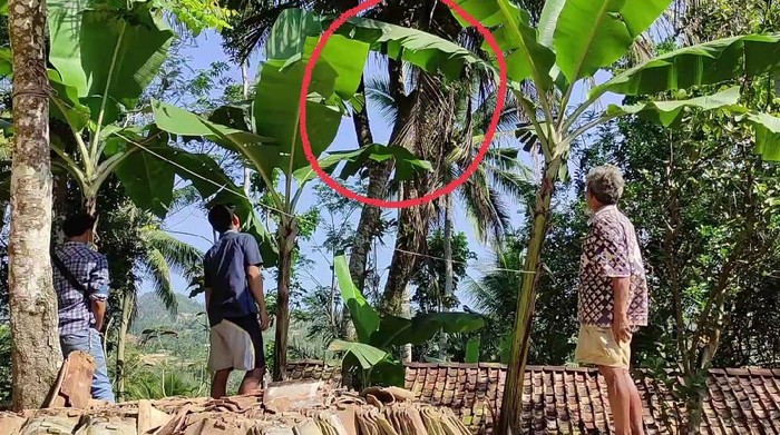 Pohon Kelapa Bercabang 8 hingga Secuil Kisah Wali di Pacitan