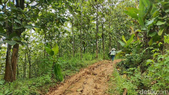 Warga Sebut Hutan Tempat Mobil HRV Nyasar Itu Angker, Ada Mistisnya