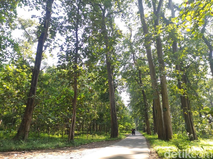 Mitos Hutan Jati Angker di Wonogiri, Ambil Kayu Bisa Celaka