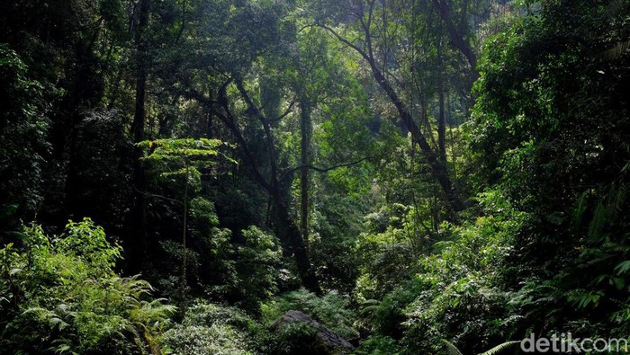 Misteri Mayat Melotot di Gunung Salamanjing, Menghilang Saat Dicari