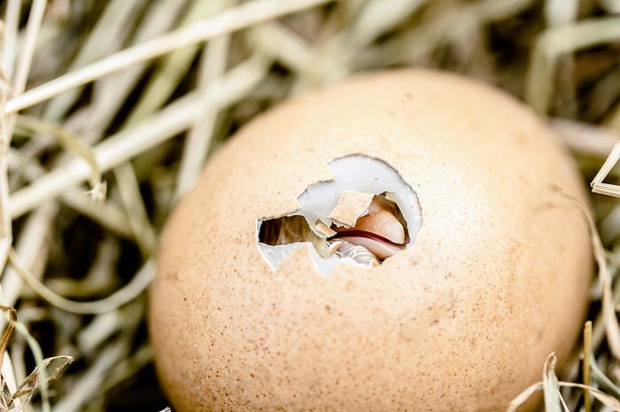 Lewat Telur Purba, Peneliti Ungkap Besarnya Peran Ayam dalam Peradaban