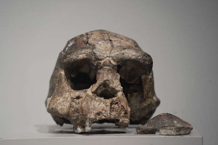 Apa yang Kita Harapkan Setelah 130 Tahun Penemuan Pithecantropus erectus?